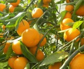 柑橘種植技術(shù)和方法_耙耙柑的種植技術(shù)是什么