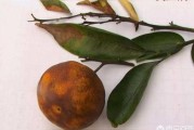 春見(jiàn)柑橘幼果病蟲(chóng)害_炭疽病對(duì)柑橘的危害大嗎