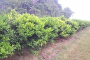 柑橘3月病蟲(chóng)害防治_在柑橘萌芽期可以用石硫合劑嗎