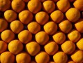 柑橘?；ū９幖雅浞剑ǜ涕俦；ū９r(nóng)藥最佳配方）