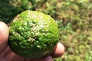 柑橘病蟲害有多嚴(yán)重了會(huì)死_家里盆栽的金橘樹長(zhǎng)紅蜘蛛怎么辦
