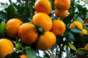 柑橘種植技術(shù)服務(wù)_可認(rèn)做為果園護園柵欄的那種帶刺的植物轉(zhuǎn)發(fā) 柑橘種植技術(shù)服務(wù)_可認(rèn)做為果園護園柵欄的那種帶刺的植物轉(zhuǎn)發(fā)