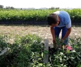 種植春見柑橘技術_耙耙柑又甜又化渣