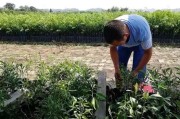 柑橘中大雅的種植技術(shù)_大雅柑四川廣元適合種植嗎 柑橘中大雅的種植技術(shù)_大雅柑四川廣元適合種植嗎