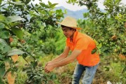 柑橘 檸檬種植技術(shù)員工作_你和比自己小的男生曖昧過(guò)嗎
