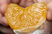 柑橘種植技術(shù)施肥_柑橘適合什么型的肥料