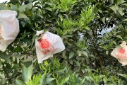 柑橘開(kāi)花后如何防治病蟲(chóng)害_柑桔管理技術(shù)與農(nóng)藥配用
