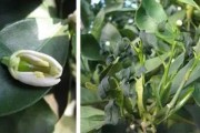柑橘樹預(yù)防病蟲害_愁煞果農(nóng)的柑橘天牛如何有效防治 柑橘樹預(yù)防病蟲害_愁煞果農(nóng)的柑橘天牛如何有效防治