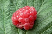 耙耙柑幾月份果子成熟？成熟期管理技巧與最佳采摘時(shí)間解析