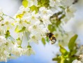 沃柑需要抹秋芽嗎為什么（沃柑不放秋梢行嗎）
