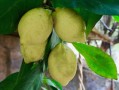 柑橘種植管理技術(shù)與柑桔黃龍病特效藥綜合應(yīng)用及防控指南