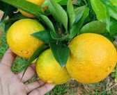 大雅柑橘品種有哪些名字，大雅柑橘品種介紹和圖片視頻