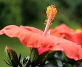 沃柑開花前?；ㄟ€開花后噴藥好呢（沃柑花期可以噴藥嗎?）