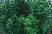 馬水柑橘病蟲(chóng)害原色_及對(duì)應(yīng)的品種特點(diǎn)是什么