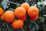 愛媛28號價(jià)格最新消息_市面上哪種橘子好吃