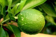 柑橘屬病蟲害類嗎_柑橘真菌細(xì)菌病害全面解析如何防治 柑橘屬病蟲害類嗎_柑橘真菌細(xì)菌病害全面解析如何防治