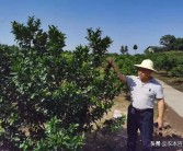 柑橘種植技術 大雅_糖尿病人可以吃金桔嗎
