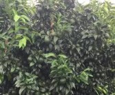 柑橘種植管理技術(shù)指南_沃柑種植有哪些注意要點(diǎn)