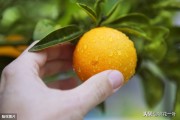 柑橘上的主要病蟲(chóng)害_柑橘病害可用的混合殺菌劑有哪些