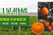 沃柑樹(shù)能活多少年（沃柑樹(shù)苗一般幾年結(jié)果）
