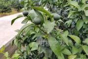 柑橘樹(shù)十大病蟲(chóng)害防治用藥_柑橘雨天潰瘍病雨停紅蜘蛛怎么防治