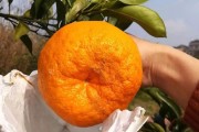 柑橘幼苗蓋地膜種植技術(shù)_柑橘地膜覆蓋要多厚的
