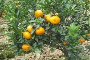 柑橘茂谷柑種植技術(shù)_2018年應(yīng)該怎樣賣柑橘比較好