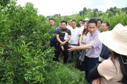 柑橘種植技術(shù)實訓(xùn)方案_柑橘黃化如何處理