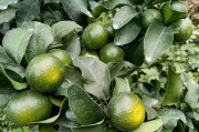 柑橘樹(shù)的栽培種植技術(shù)_家庭盆栽橘子的種植和養(yǎng)護(hù)方法