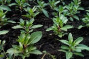 眉山正宗耙耙柑樹苗種植指南：優(yōu)質(zhì)品種選購與栽培技術(shù)解析