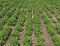 柑橘最新引進(jìn)新品種：優(yōu)質(zhì)高產(chǎn)特性與高效栽培技術(shù)解析