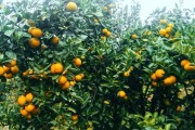 農(nóng)業(yè)技術種植柑橘_南香果是什么果
