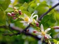 春見(jiàn)柑橘修枝技術(shù)視頻講解（柑橘春剪枝技術(shù)視頻）