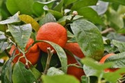 柑橘什么時(shí)間上市？不同品種成熟季節(jié)與最佳采摘月份全解析