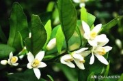 三部曲柑橘種植技術(shù)_或者什么價(jià)位的紅酒喝起來(lái)不錯(cuò)性價(jià)比高