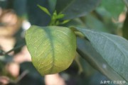 柑橘花蕾期病蟲害圖片_2018年柑橘花量少 柑橘花蕾期病蟲害圖片_2018年柑橘花量少