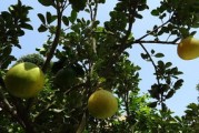 柑橘樹(shù)種植技術(shù)視頻講解（柑橘樹(shù)種植技術(shù)視頻講解教程）