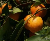 矮化密植柑橘整形技術視頻（矮壯素柑橘控梢）
