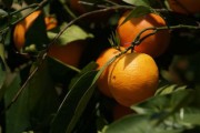 矮化密植柑橘整形技術(shù)視頻（矮壯素柑橘控梢）