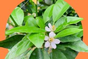 柑橘庭院種植技術(shù)視頻講解_農(nóng)村荒山山腳我建了個(gè)小型養(yǎng)殖場(chǎng)