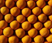 蜜桔怎樣修剪來(lái)年掛果多（蜜桔樹修剪的最佳時(shí)期）