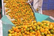 南方柑橘樹種植技術(shù)_南方最適合種什么水果