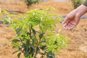 柑橘樹病蟲害防治常識(shí)題庫(kù)_噻菌酮防治什么病害 柑橘樹病蟲害防治常識(shí)題庫(kù)_噻菌酮防治什么病害