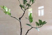 橘子的枝干有什么特點(diǎn)_柑橘葉脈黃是什么原因 橘子的枝干有什么特點(diǎn)_柑橘葉脈黃是什么原因