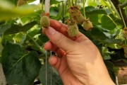 柑橘套袋后病蟲害_枇杷樹結(jié)果后噴什么藥防蟲