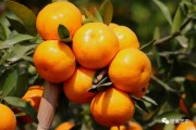 陽(yáng)春柑橘種植技術(shù)_什么葡萄酒好喝