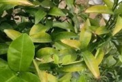柑橘病蟲害防治藥劑配方_柑橘躺雞病打什么藥