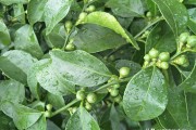 陰雨天柑橘種植技術(shù)_黃皮樹怎樣做才粗與壯