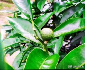 柑橘樹的種植技術(shù)視頻_柑橘2毛5都賣不出去而傾倒在國(guó)道盤在桂林