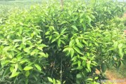 柑橘2月份種植技術(shù)_柑橘樹苗什么時(shí)候種植最好